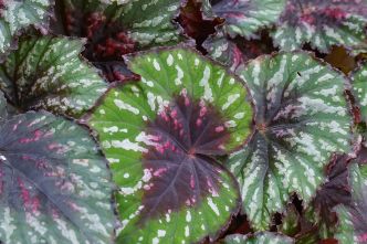 Grüner Wohnen mit bunten Zimmerpflanzen