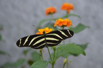 Schmetterlingshaus - Sie fliegen erst im Sommer 2026 wieder!