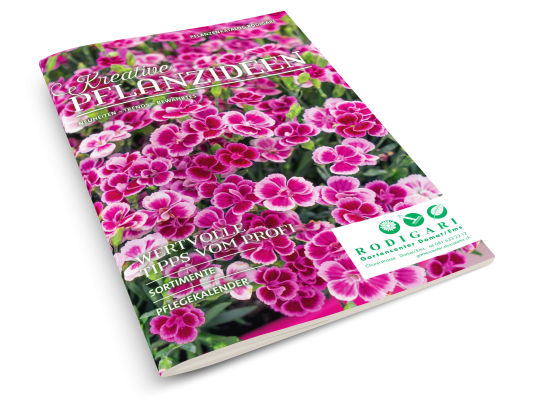 Kreative Pflanzideen