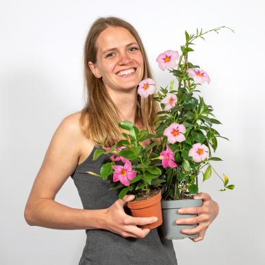 Plants Easy Zimmerpflanzen