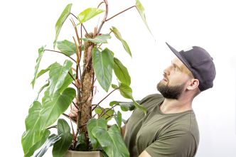 Die 10 einfachsten Zimmerpflanzen