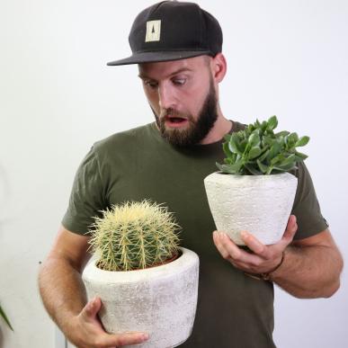 Plants Easy Zimmerpflanzen