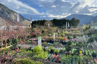 Saisoneröffnung in der Pflanzenwelt