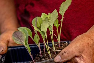 Startschuss mit Samen auf der Fensterbank